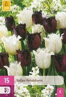 Tulpen breakdance mix 15 bollen