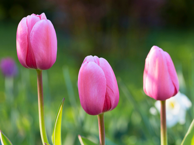 Tulpen Darwin hybriden