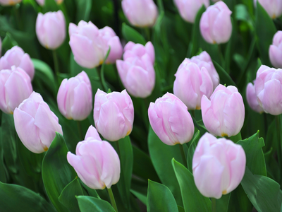 Tulpen enkel vroeg