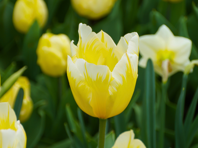 Tulpen Fosteriana