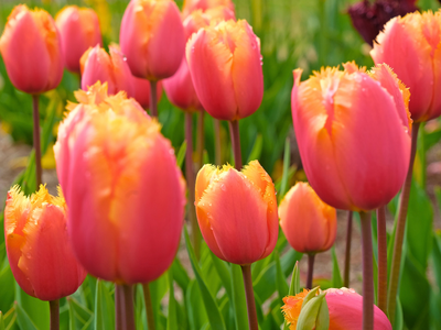 Tulpen gefranjerd