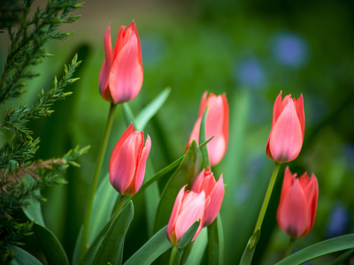 Tulpen Greigii