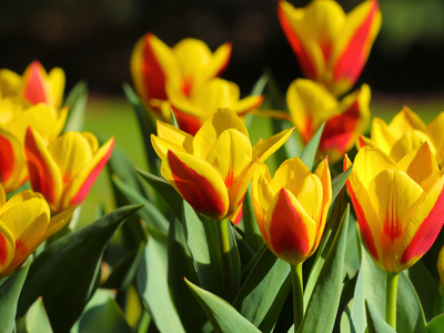 Tulpen Kaufmanniana