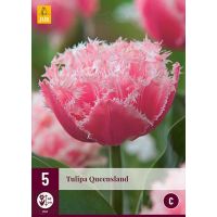 Tulpen Queensland 5 stuks - afbeelding 3
