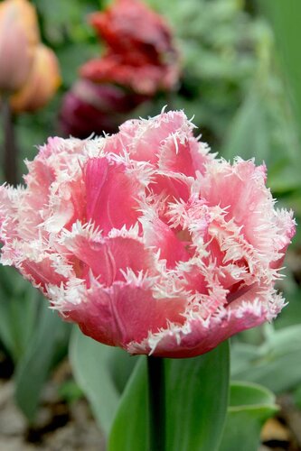 Tulpen Queensland 5 stuks - afbeelding 2