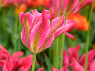 Tulpen viridiflora