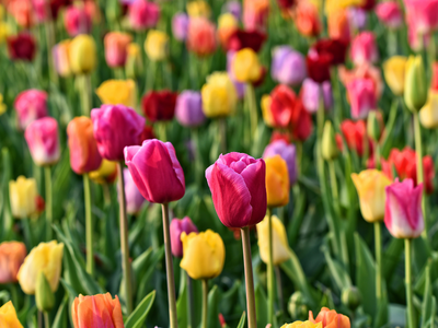 Tulpenbollen