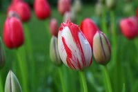 DUTCH DESIGN TULIPA