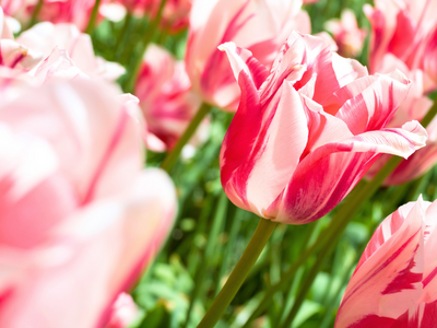 Tulpenbollen enkel laat