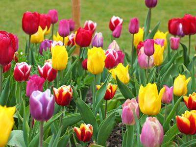 Tulpenbollen triumph