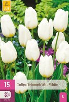 Tulpenbollen triumph wit 15 stuks - afbeelding 1