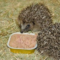 VBN bio-paté voor egels - afbeelding 2