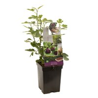 Vijg Ficus car. Brown Turkey