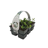 Vinca minor 'Alba' - Kleine maagdenpalm