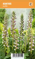 Vips Acanthus mollis - stekelige Berenklauw - afbeelding 1