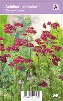 Vips Achillea millefolium Cerise Queen - Duizendblad - afbeelding 1