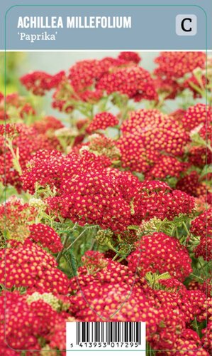 Vips Achillea millefolium Paprika - Duizendblad - afbeelding 1