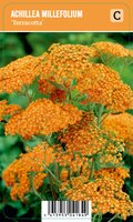 Vips Achillea millefolium Terracotta - Duizendblad - afbeelding 1