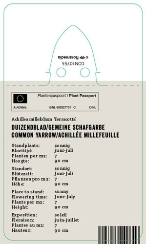 Vips Achillea millefolium Terracotta - Duizendblad - afbeelding 2