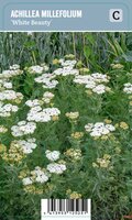 Vips Achillea millefolium White Beauty - Duizendblad - afbeelding 1