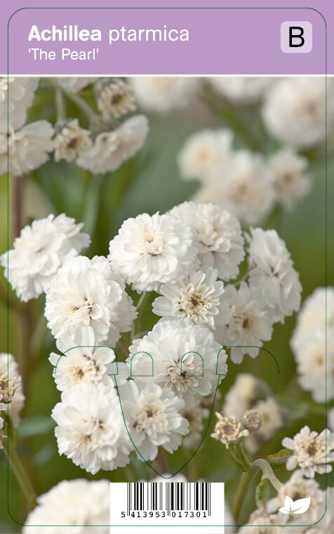 Vips Achillea ptarmica The Pearl Duizendblad