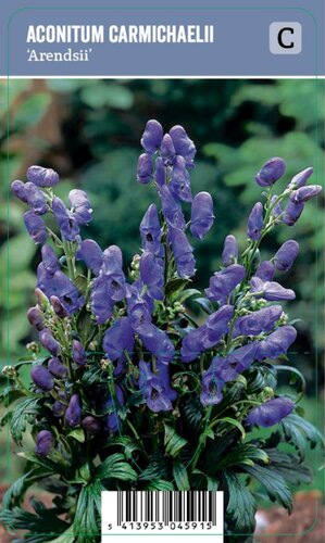 Vips Aconitum carmichaelii Arendsii - Monnikskap - afbeelding 1