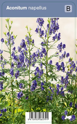 Vips Aconitum Napellus - Monnikskap - afbeelding 1