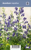 Vips Aconitum Napellus - Monnikskap - afbeelding 1