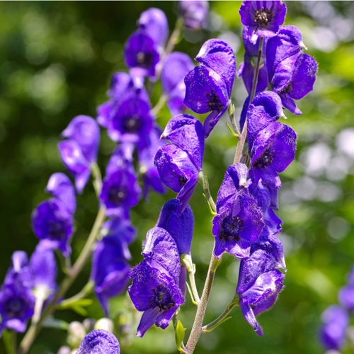 Vips Aconitum Napellus - Monnikskap - afbeelding 3