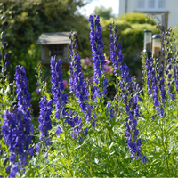 Vips Aconitum Napellus - Monnikskap - afbeelding 4