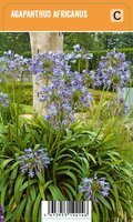 Vips Agapanthus africanus - afbeelding 1