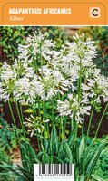 Vips Agapanthus africanus Albus - Afrikaanse lelie - afbeelding 1