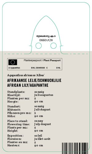 Vips Agapanthus africanus Albus - Afrikaanse lelie - afbeelding 2
