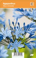 Vips Agapanthus Blue Umbrella - Afrikaanse lelie - afbeelding 3