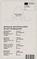 Vips Agapanthus Blue Umbrella - Afrikaanse lelie - afbeelding 2