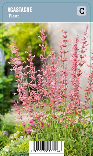 Vips Agastache Fleur - Dropnetel - afbeelding 1