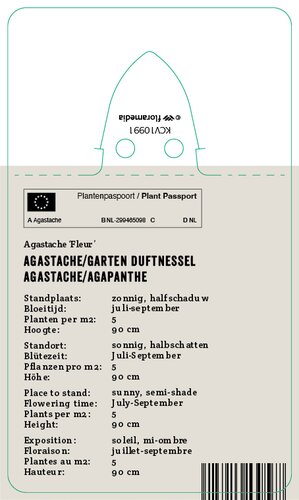 Vips Agastache Fleur - Dropnetel - afbeelding 2