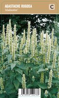 Vips Agastache rugosa Alabaster - Anijsnetel - afbeelding 1