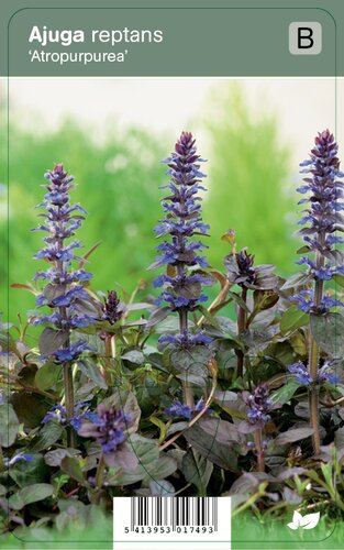 Vips Ajuga Reptans Atropurpurea - Zenegroen - afbeelding 1