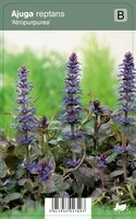 Vips Ajuga Reptans Atropurpurea - Zenegroen - afbeelding 1