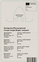 Vips Ajuga Reptans Atropurpurea - Zenegroen - afbeelding 2