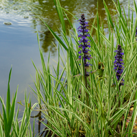 Vips Ajuga Reptans Atropurpurea - Zenegroen - afbeelding 3