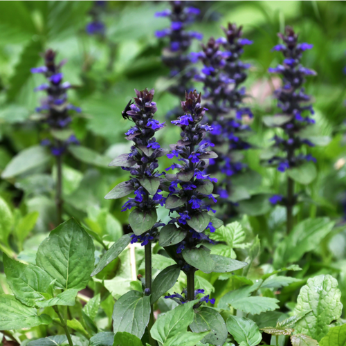 Vips Ajuga Reptans Atropurpurea - Zenegroen - afbeelding 4