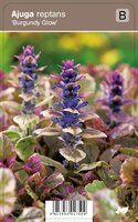 Vips Ajuga Reptans Burgundy Glow - Kruipend zenegroen - afbeelding 1