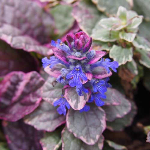 Vips Ajuga Reptans Burgundy Glow - Kruipend zenegroen - afbeelding 4