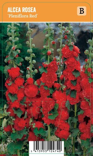 Vips Alcea rosea Pleniflora Red - Stokroos - afbeelding 1