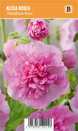 Vips Alcea rosea Pleniflora Rose - stokroos - afbeelding 1