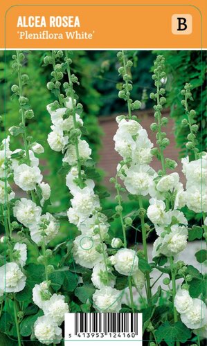 Vips Alcea rosea Pleniflora White - Stokroos - afbeelding 1