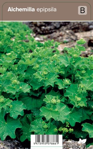 Vips Alchemilla epipsila - Vrouwenmantel - afbeelding 1