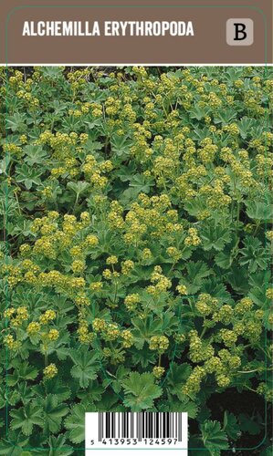 Vips Alchemilla erythropoda - Vrouwenmantel - afbeelding 1